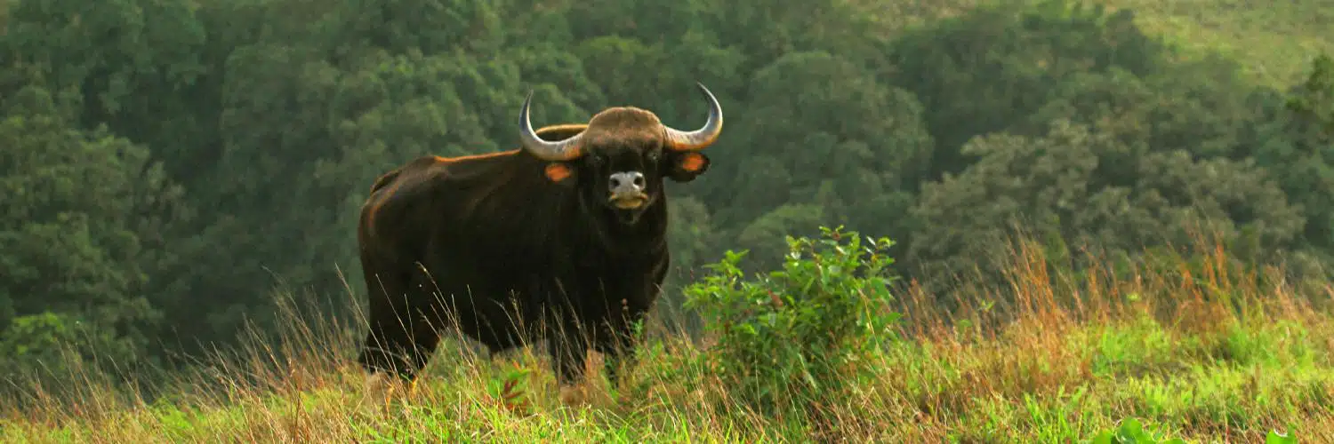 kudremukh national park
